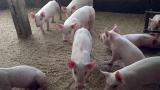 Acuerdo con China para producir carne de cerdo prevé inversión de US$ 3.800 millones