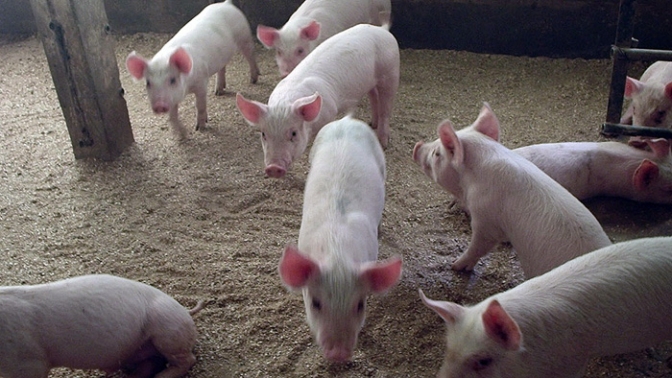 Acuerdo con China para producir carne de cerdo prevé inversión de US$ 3.800 millones