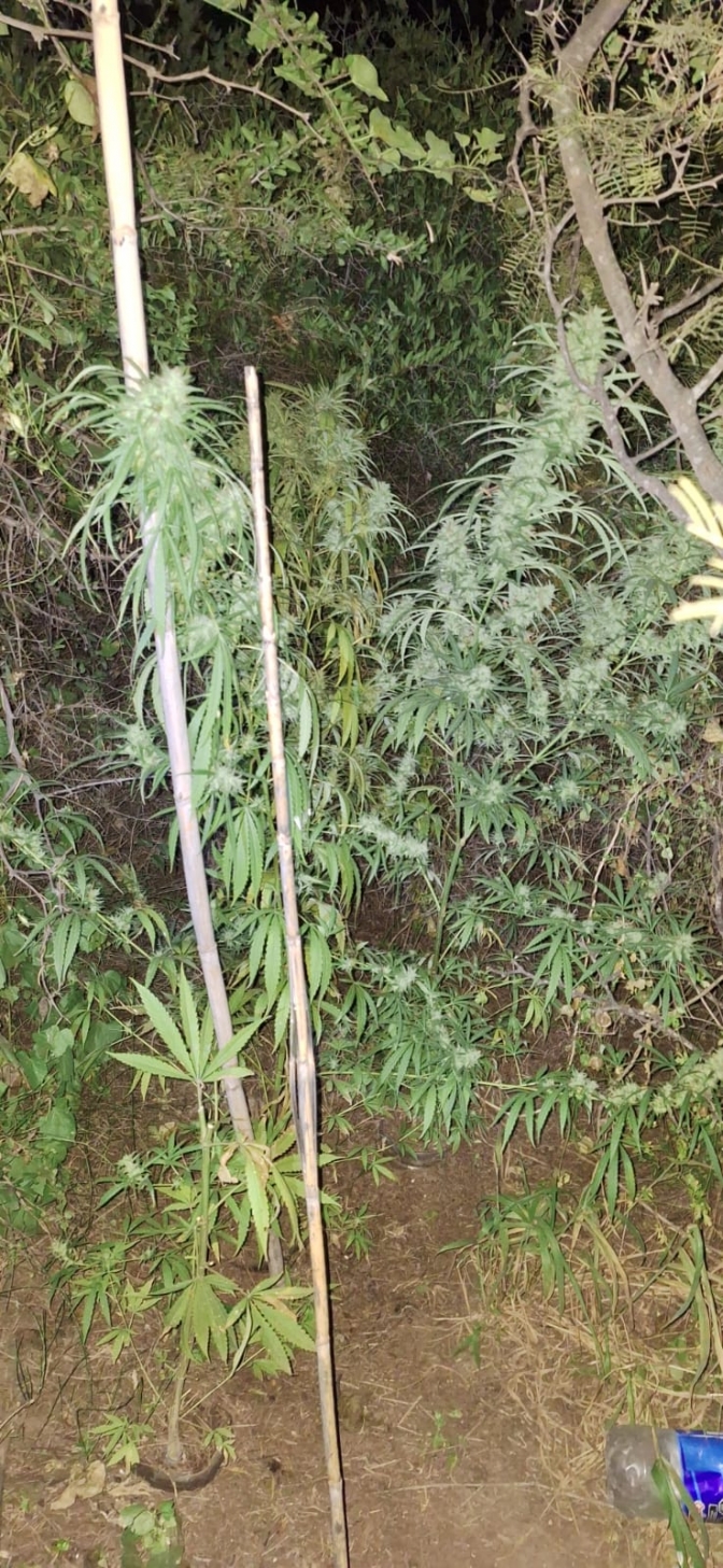 Robo, detención y hallazgo de marihuana en Valle Fértil: un procedimiento derivó en otro