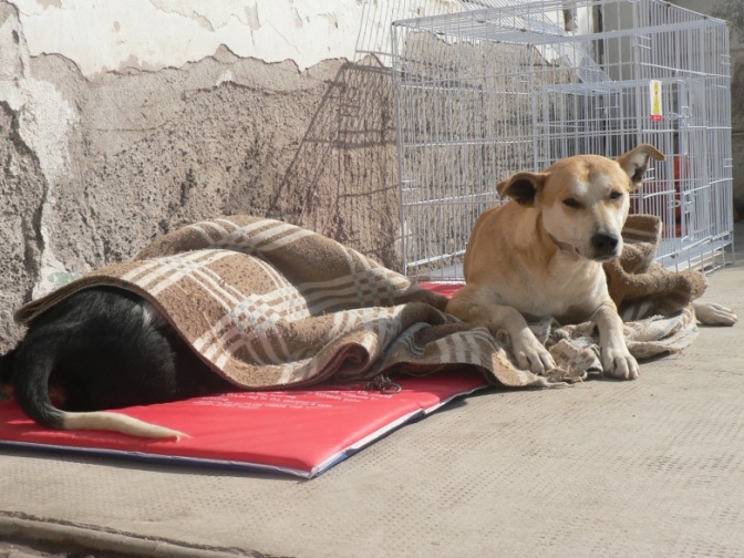 Beneficios de la esterilización y tenencia responsable de animales de compañía