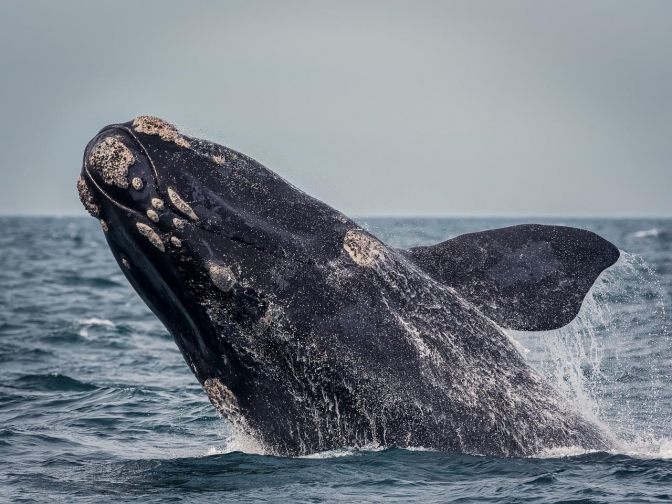 El calentamiento del océano afecta la supervivencia de la ballena franca austral, afirma estudio