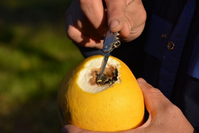 Recomendaciones para evitar el ataque de la mosca