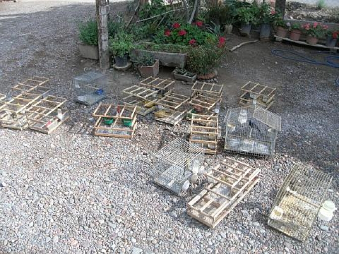 En dos allanamientos, Ambiente decomisó más de 30 aves