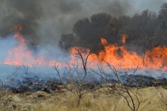 Pérdidas en vegetación y fauna, alteración en la captación del agua, erosión eólica e hídrica son los daños ambientales que causan los incendios.