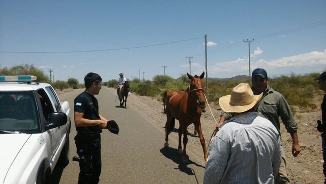 Capturaron animales sueltos en la Ruta a Valle Fértil