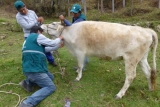 Nueva estrategia para el control y la erradicación de brucelosis bovina