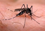 Ya son 111 los casos de dengue en La Plata en lo que va del año