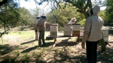 Arranca curso para formar a nuevos apicultores