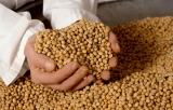 El precio de la soja cayó más de US$20 en Chicago, en rueda negativa para todos los granos