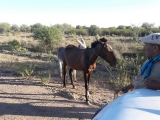 Operativos por animales sueltos