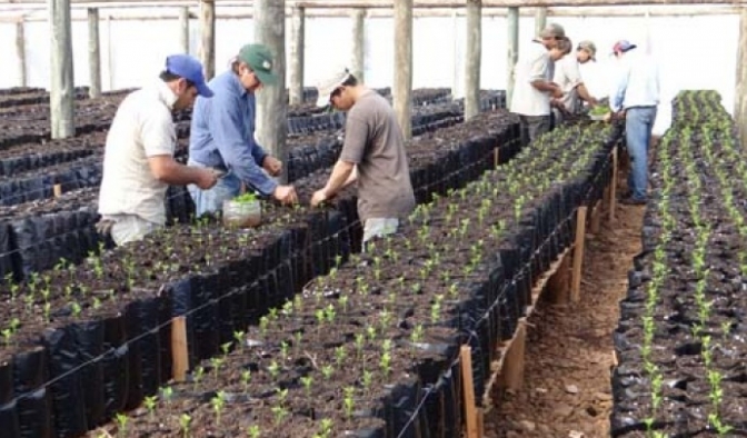 Jornada para viveristas: Tránsito Vegetal e inscripción en el Registro Nacional