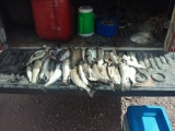 En operativo de pesca fueron decomisadas 75 truchas