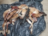 Ambiente decomisó dos guanacos sin vida y una importante cantidad de armas