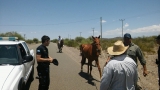 Capturaron animales sueltos en la Ruta a Valle Fértil